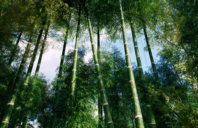 亚洲竹林 – Bamboo Asian forest - 筱信日记