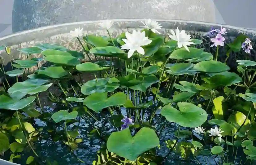 荷叶莲花植物与石缸 – Water tank Aquatic_plants - 筱信日记